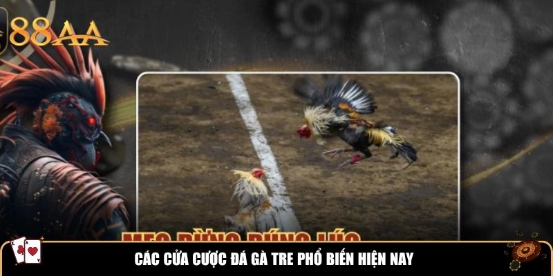 Các cửa cược đá gà tre phổ biến hiện nay