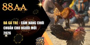 Đá Gà Tre - Cẩm Nang Chơi Chuẩn Cho Người Mới 2026