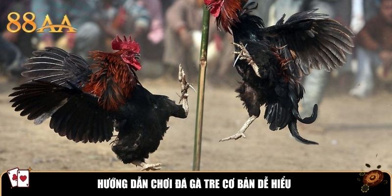 Hướng dẫn chơi đá gà tre cơ bản dễ hiểu