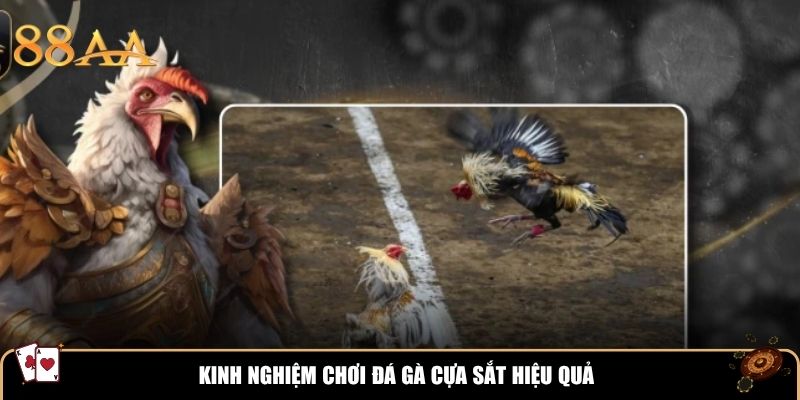 Kinh nghiệm chơi đá gà cựa sắt hiệu quả